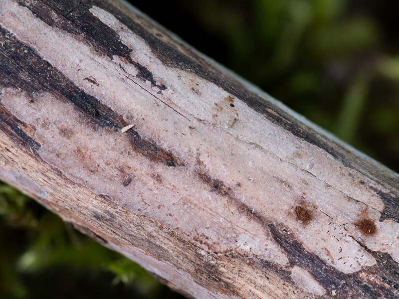 Peniophora meridionalis
